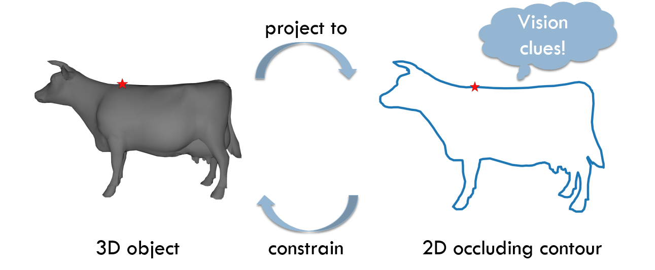 3d rim vs 2d occluding contours